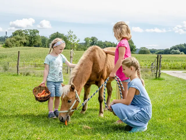 Kinder streicheln und füttern das Pony auf der Weide