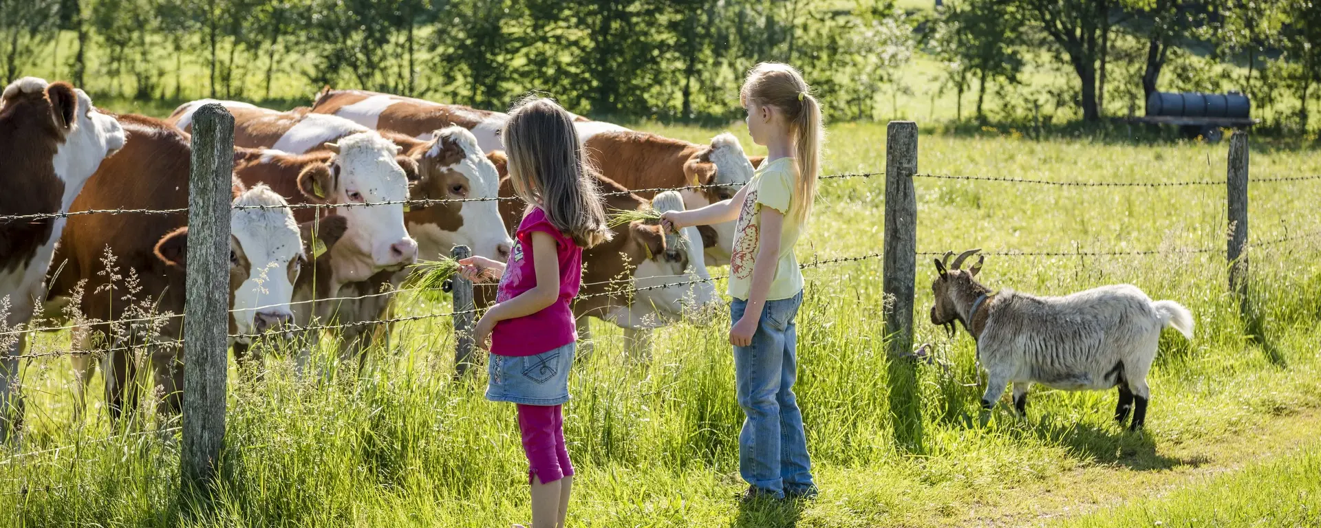 Urlaubskinder füttern die Kühe und Ziege mit etwas Gras auf der Weide.