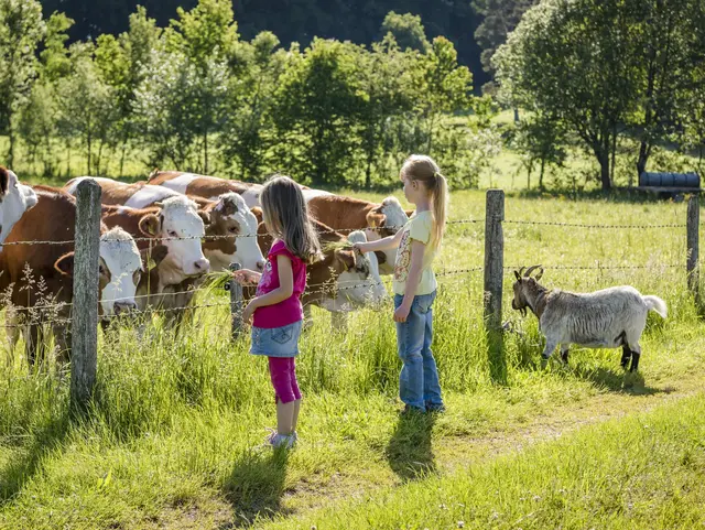 Urlaubskinder füttern die Kühe und Ziege mit etwas Gras auf der Weide.