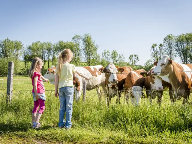 Urlaubskinder möchten die Kühe auf der Weide mit Gras füttern. 