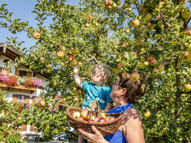 Oma und Enkel ernten frische Äpfel vom Baum. 