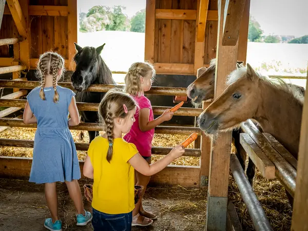 Kinder füttern die Ponys auf dem Urlaubsbauernhof.