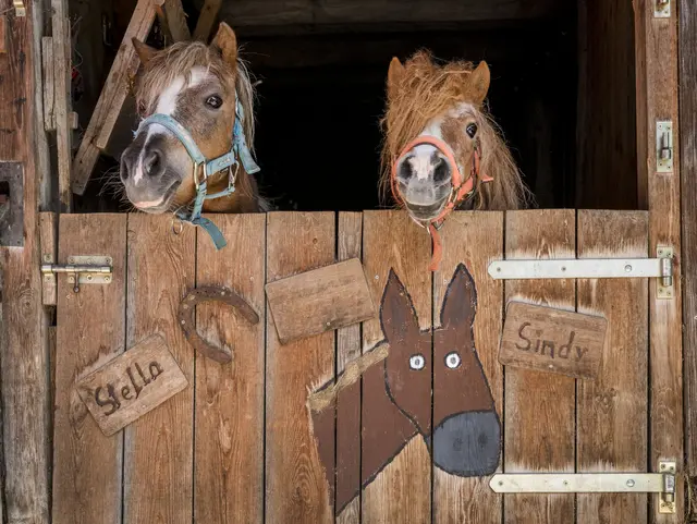 Zwei Ponys schauen aus ihrem Stallfenster raus.