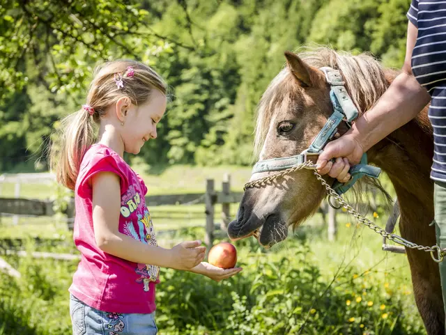 Ein Mädchen füttert das Pferd mit einen Apfel. 